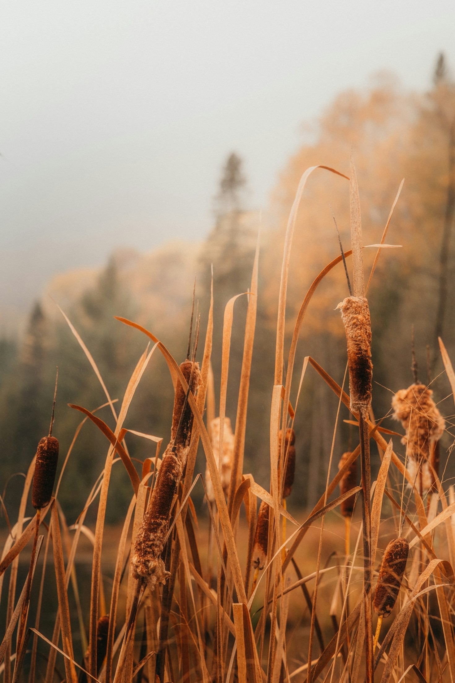 How Coaching Elevates Your Emotional Landscape